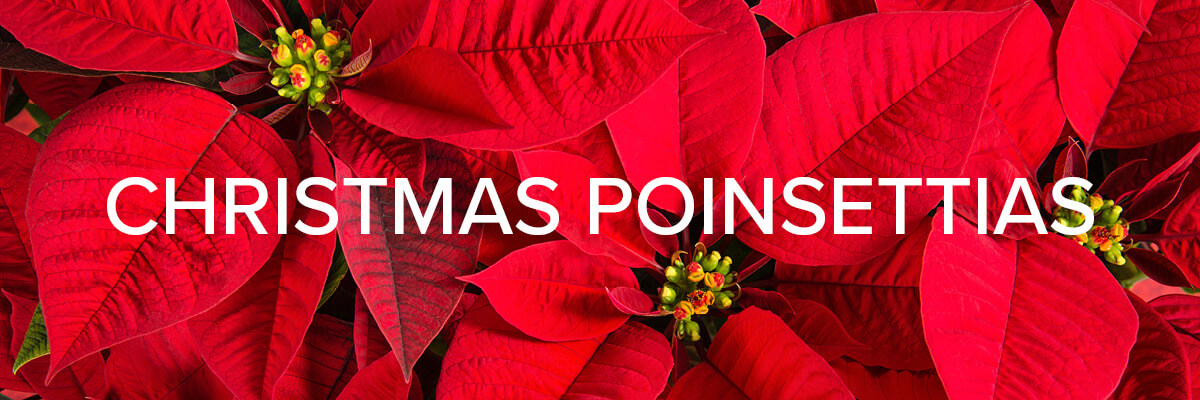 Christmas Poinsettias Graphic